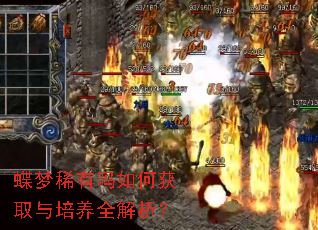 蝶梦稀有吗如何获取与培养全解析? 蝶梦稀有吗如何获取与培养全解析?